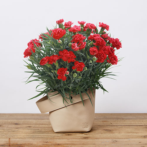 シンプルに赤 が美しい 母の日ギフト 鉢カーネーション グランルージュ 青山フラワーマーケット公式 花屋 花 花束 フラワーギフト 通販
