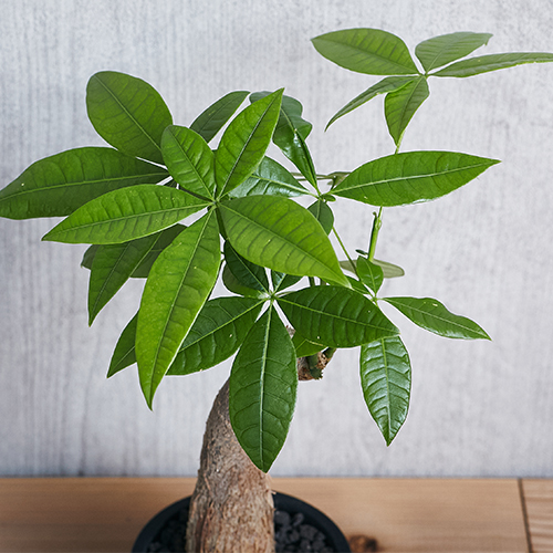 自然のエネルギーを感じるパキラ Black 青山フラワーマーケット公式 花屋 花 花束 フラワーギフト 通販