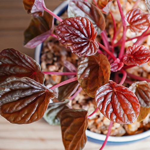 赤葉の色味がレアなペペロミア キト 青山フラワーマーケット公式 花屋 花 花束 フラワーギフト 通販