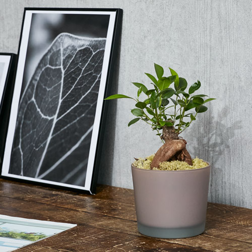 観葉植物 青山フラワーマーケット公式 花屋 花 花束 フラワーギフト 通販