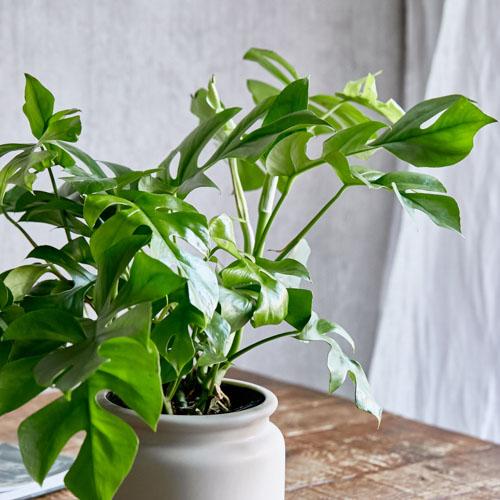 北欧デザインの器に植え込んだヒメモンステラ 青山フラワーマーケット公式 花屋 花 花束 フラワーギフト 通販