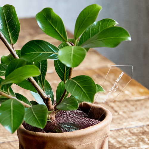 観葉植物 青山フラワーマーケットの観葉植物ならインテリアやギフトに最適 通販 花