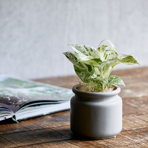 やさしいフォルムの器に植え込んだポトス マーブルクイーン 青山フラワーマーケット公式 花屋 花 花束 フラワーギフト 通販