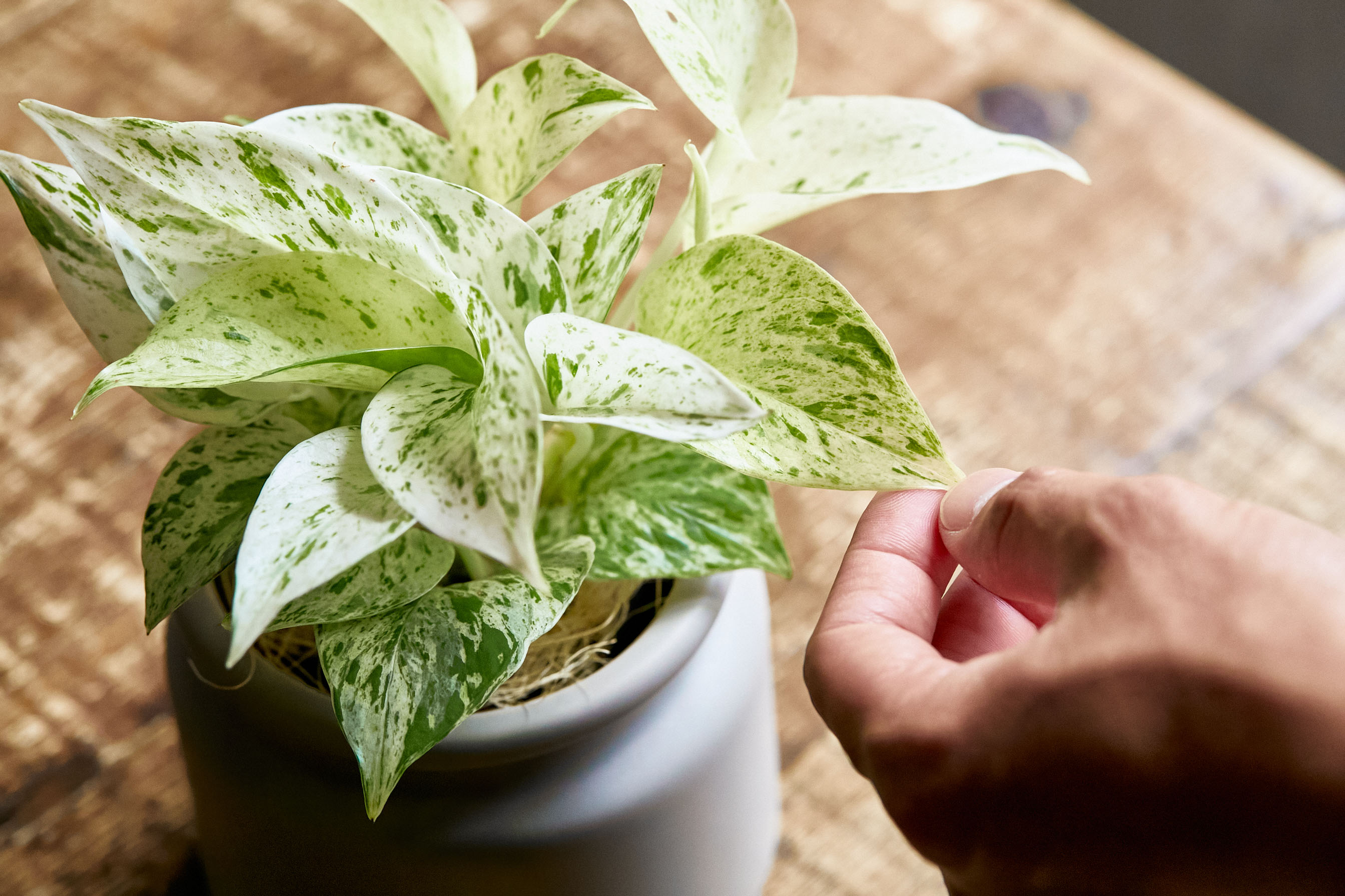 やさしいフォルムの器に植え込んだポトス マーブルクイーン 青山フラワーマーケット公式 花屋 花 花束 フラワーギフト 通販