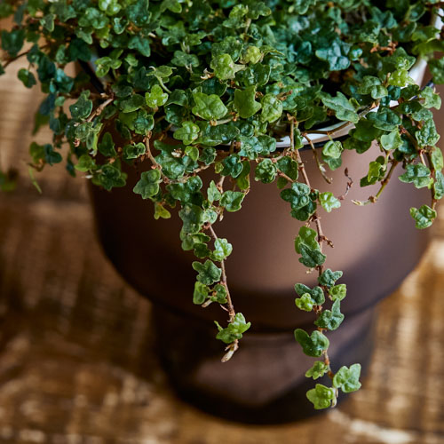 柏の葉のような小さな葉がキュートなフィカス クエルギフォリア 青山フラワーマーケット公式 花屋 花 花束 フラワーギフト 通販