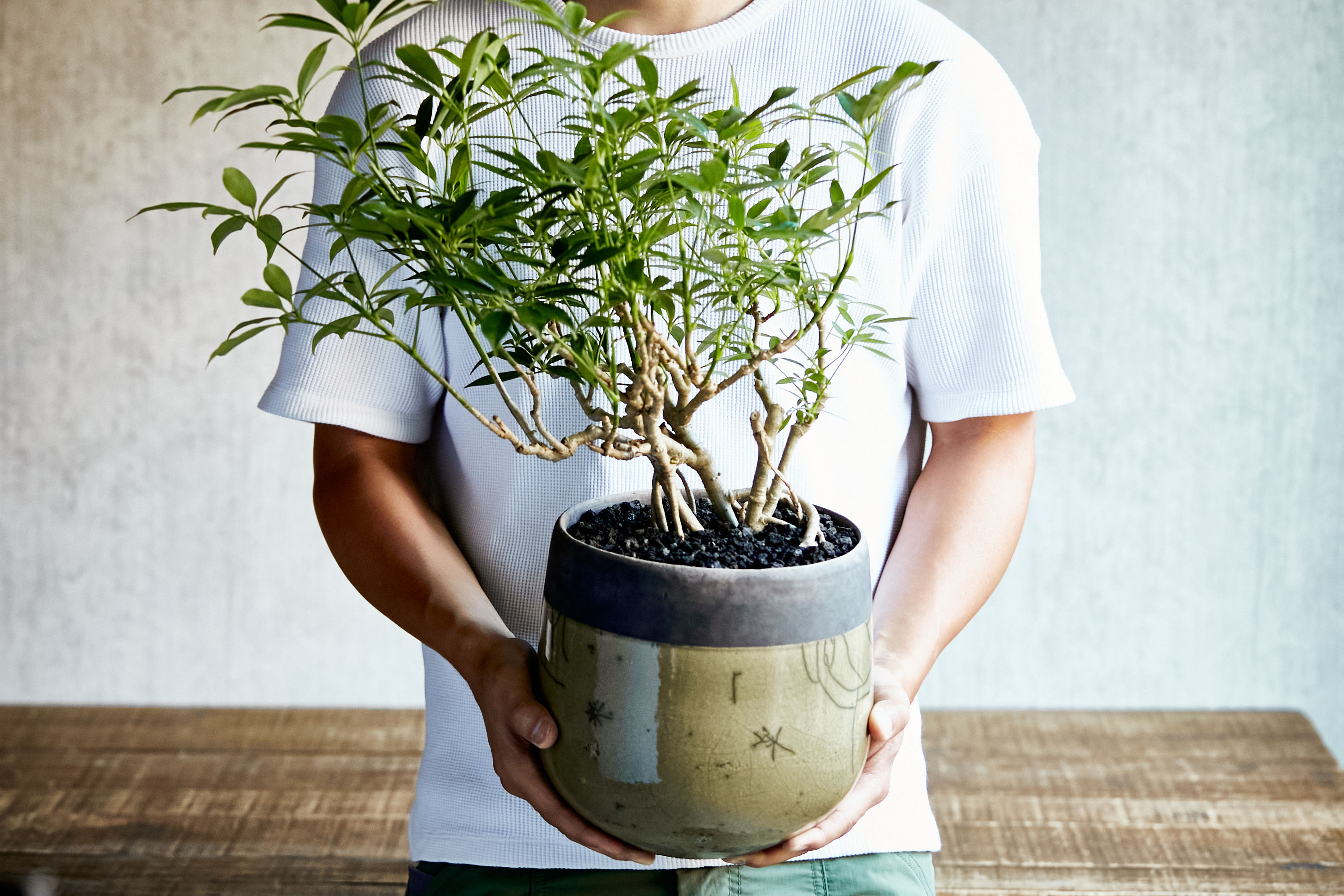 一点もの うっそうと茂った葉が魅力のシェフレラ コンパクタ 青山フラワーマーケット公式 花屋 花 花束 フラワーギフト 通販