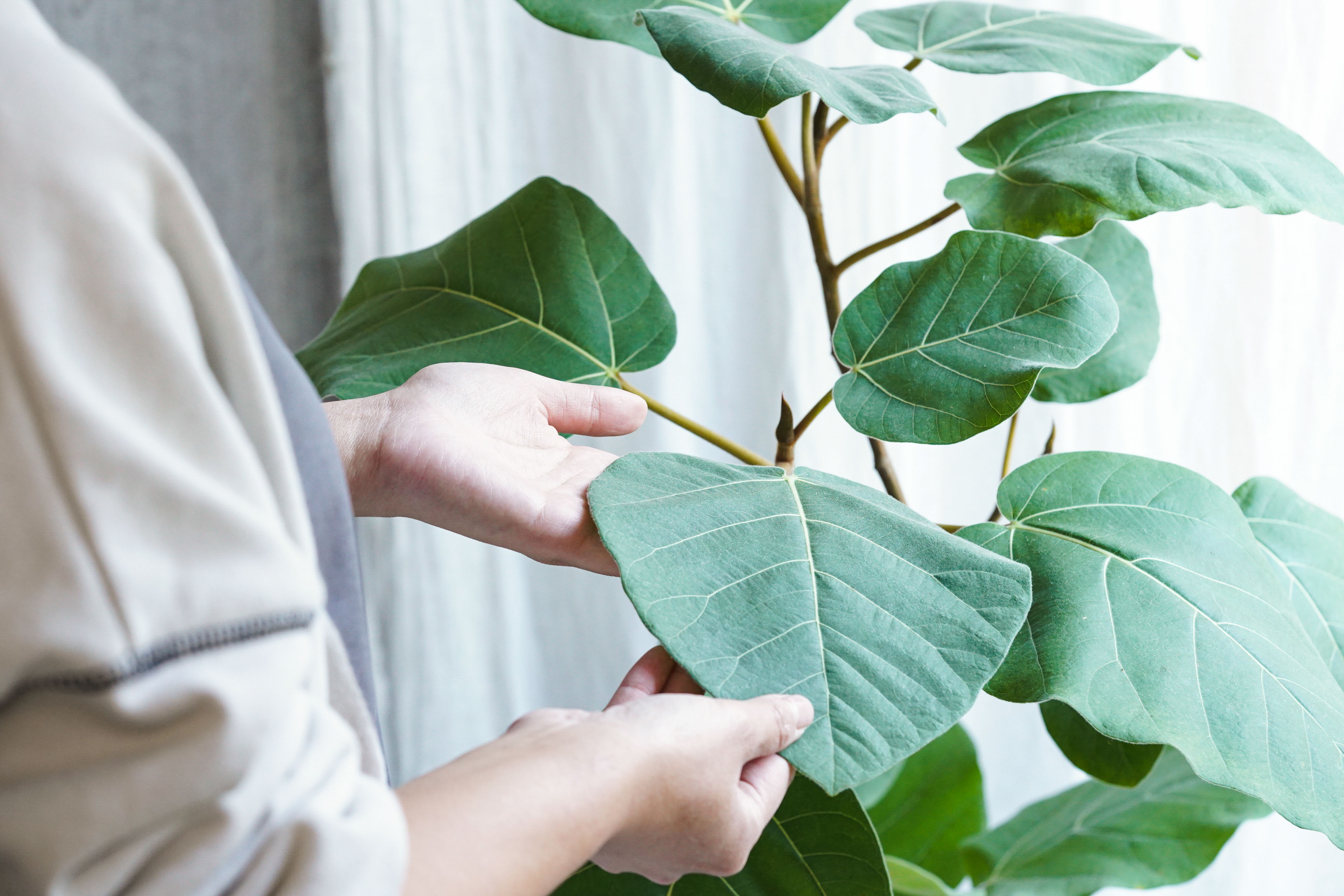 大きな割引 フィカス アウリクラタ エベレスト 希少です! 植物/観葉