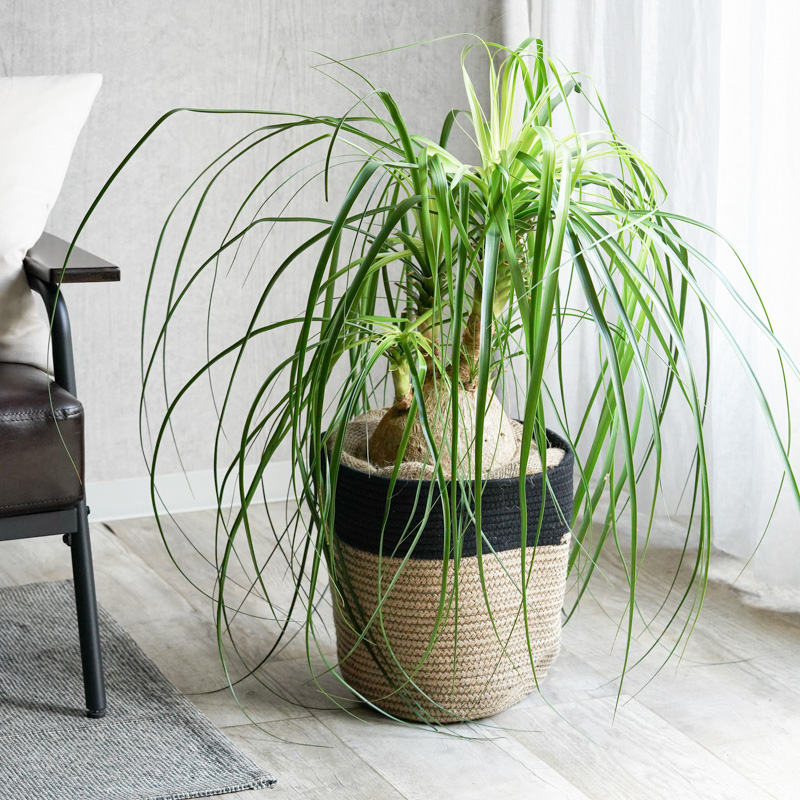 一点もの観葉植物 | 青山フラワーマーケット公式｜花屋｜花 花束