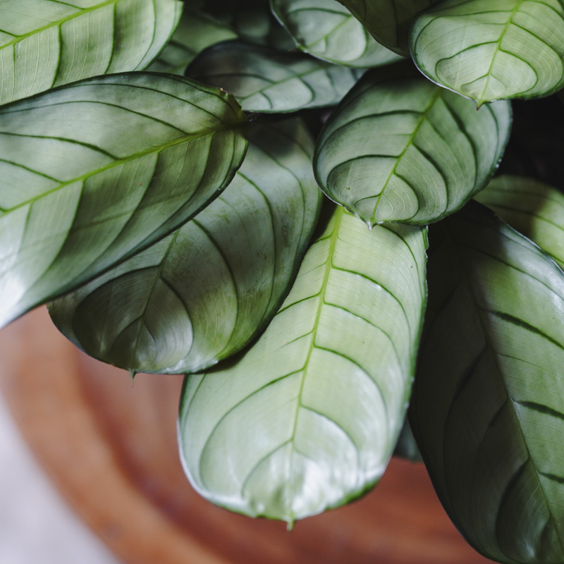 少しレア 観葉植物 クテナンテ アマグリス トモクリシ - 植物/観葉植物