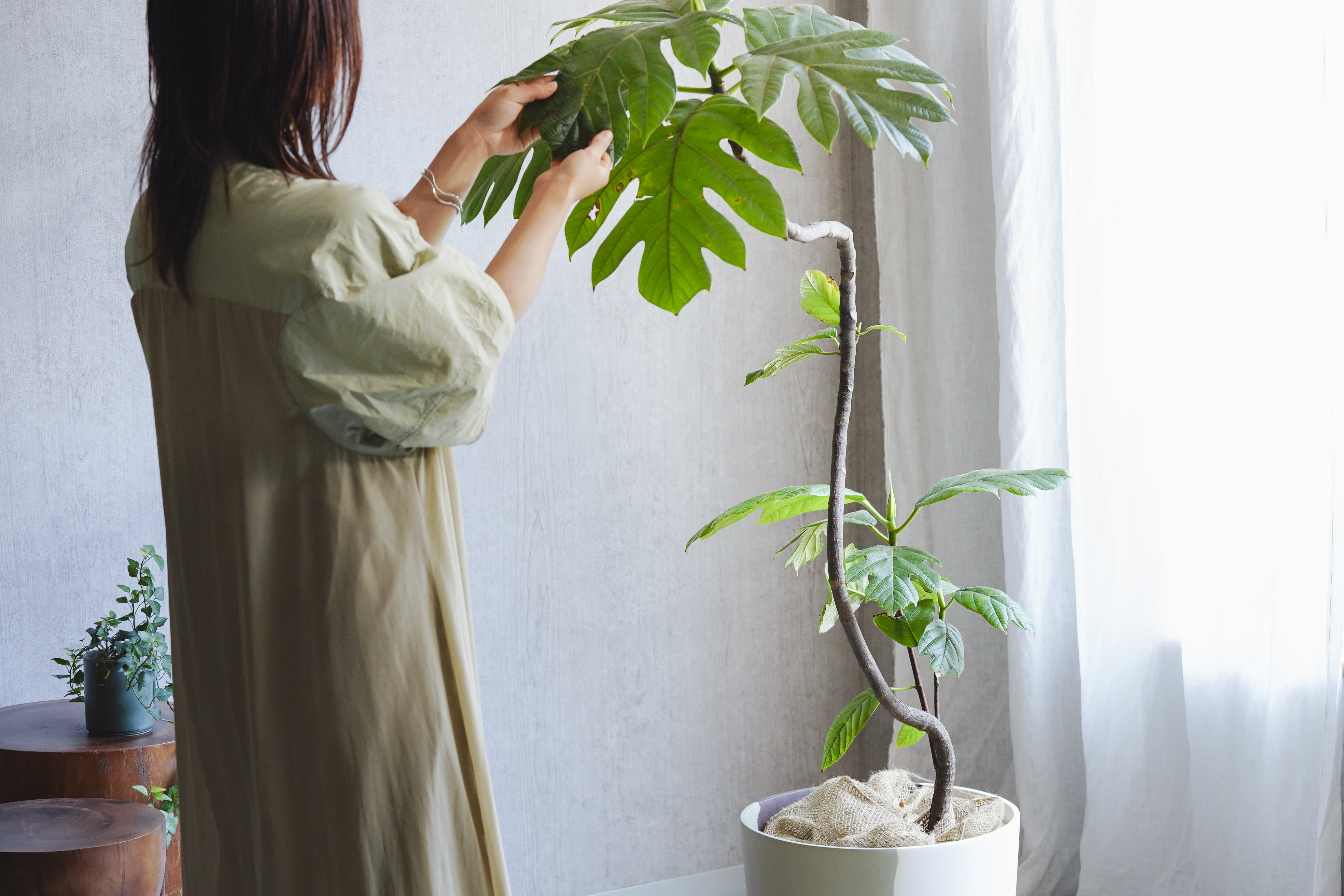 一点もの】流れるような樹形が特徴のパンノキ | 青山フラワーマーケット｜花や緑とともに暮らす毎日を