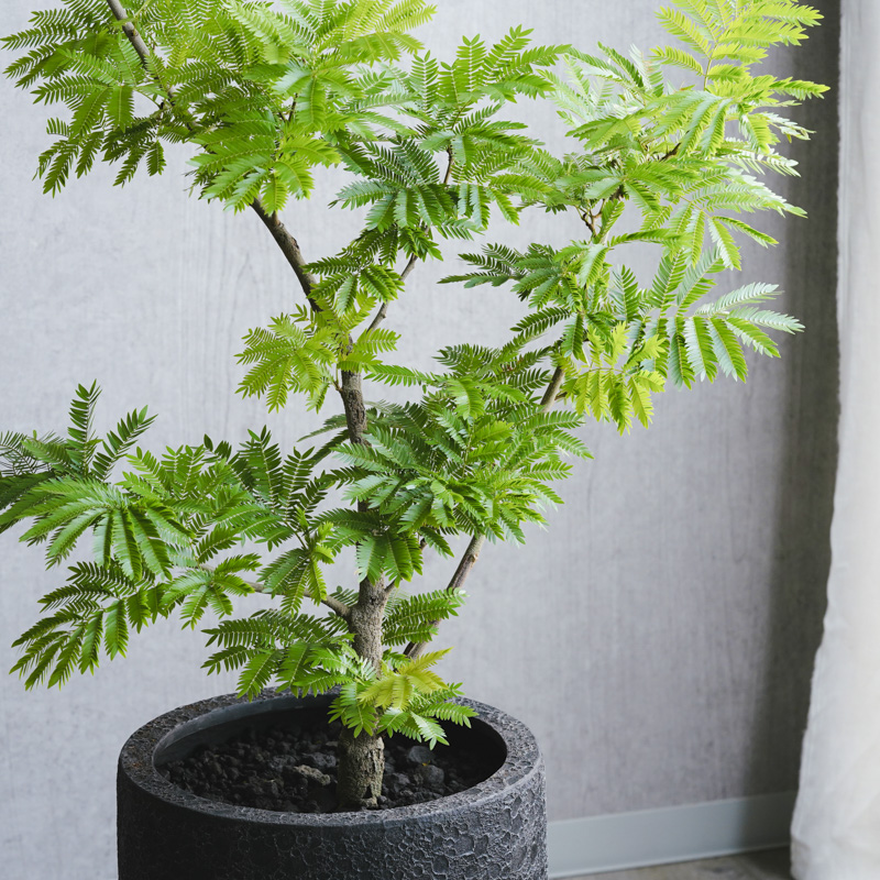 エバーフレッシュ❗️観葉植物❗️高さ97◎！樹形綺麗❗️優しい雰囲気❗️ - 植物/観葉植物