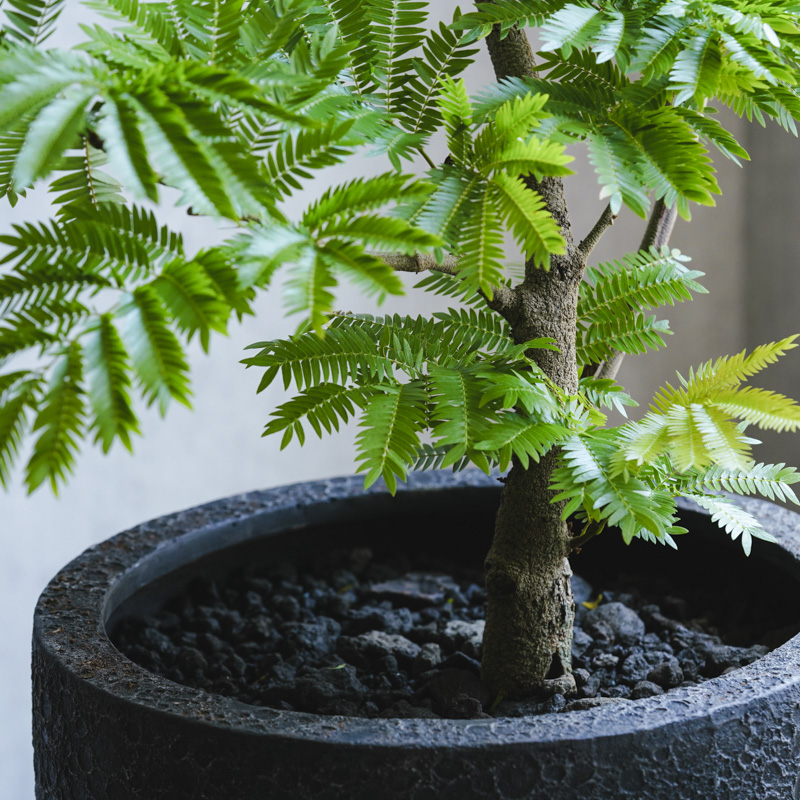 エバーフレッシュ❗️観葉植物❗️高さ97◎！樹形綺麗❗️優しい雰囲気❗️ - 植物/観葉植物