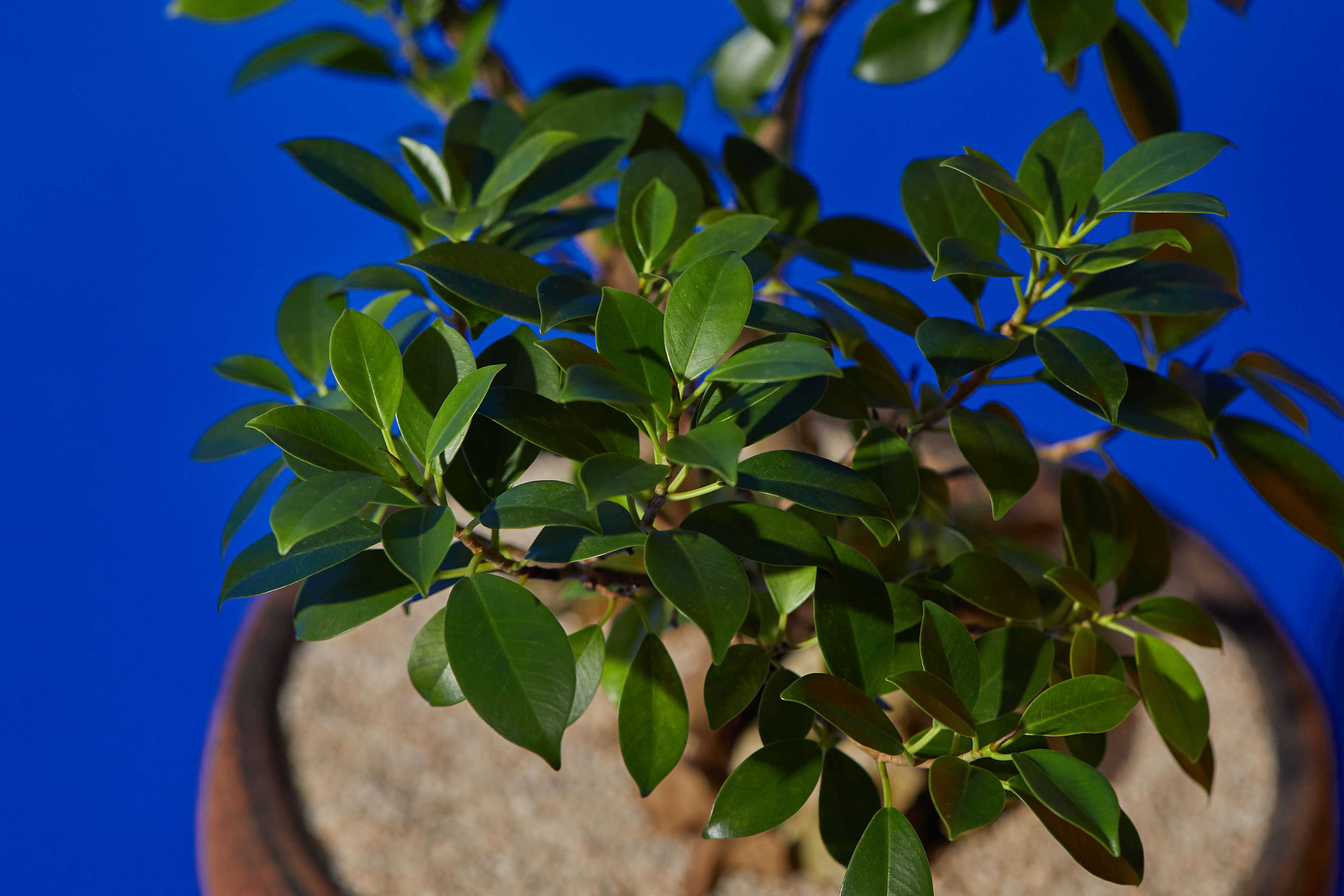 フィカス 『ナナ』 珍しいねじり❗トピアリー仕立て - 植物/観葉植物