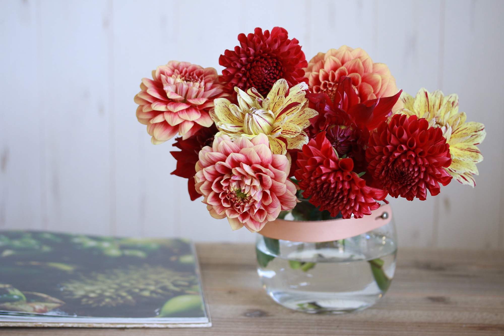 コラム Today S Flower ダリア 花 フラワーギフトなら青山フラワーマーケット 青山フラワーマーケット公式 花屋 花 花束 フラワーギフト 通販