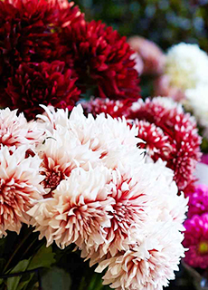 青山フラワーマーケット 16年ニュース 青山フラワーマーケット公式 花屋 花 花束 フラワーギフト 通販