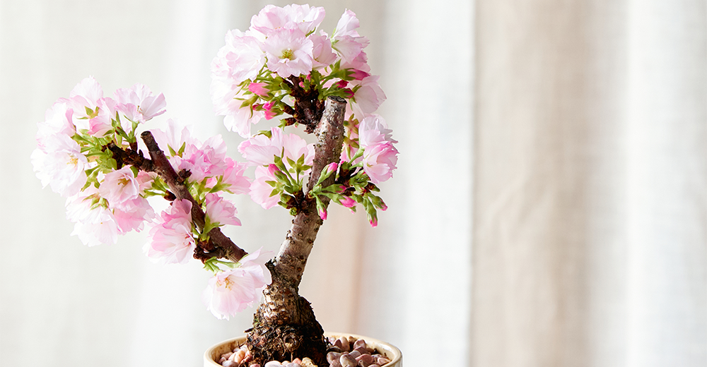 【好評】春の息吹を自宅で愛でる幸せ―コンパクトな桜盆栽発売中！