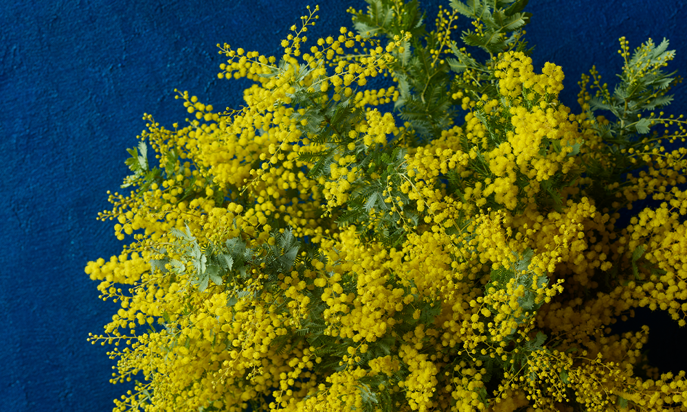 3月8日は「国際女性デー」 ”幸せの黄色い花”を贈ろう