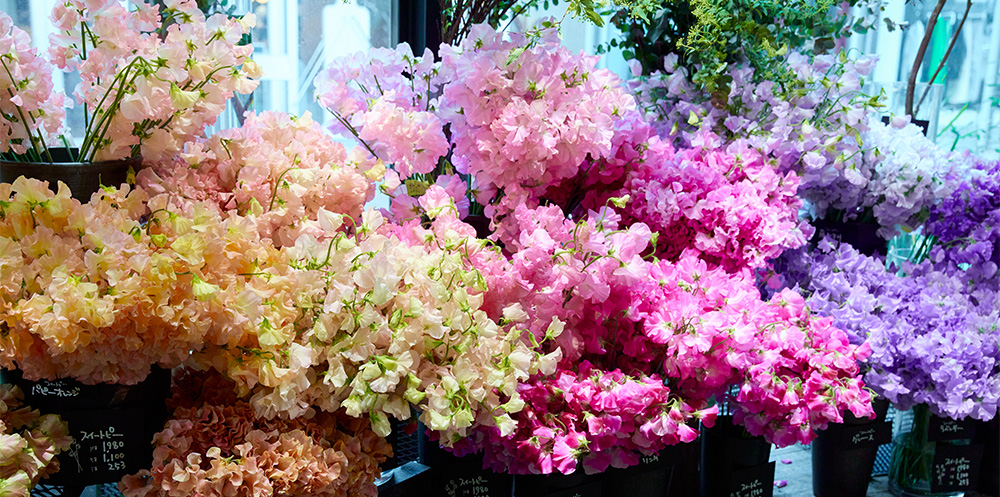 青山フラワーマーケット｜ニュース｜花・花束・フラワーギフトの青山フラワーマーケット 全国の花屋・店舗情報｜通販サイト | 青山フラワーマーケット｜花 や緑とともに暮らす毎日を