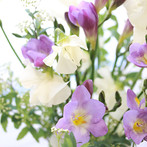 Weekly Flower フリージア 紫 スイートピーと季節のグリーン 青山フラワーマーケット公式 花屋 花 花束 フラワーギフト 通販