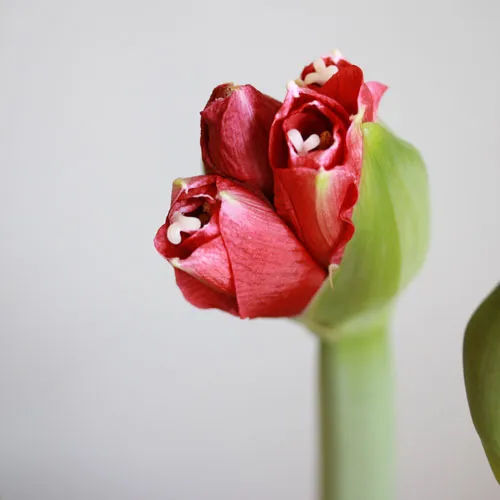 1/11-20到着】水やりなしで鮮やかな花が咲く不思議な球根 Season Flower：マジックアマリリス球根「フェラーリ（赤）」※ベースセット※  | 青山フラワーマーケット｜花や緑とともに暮らす毎日を